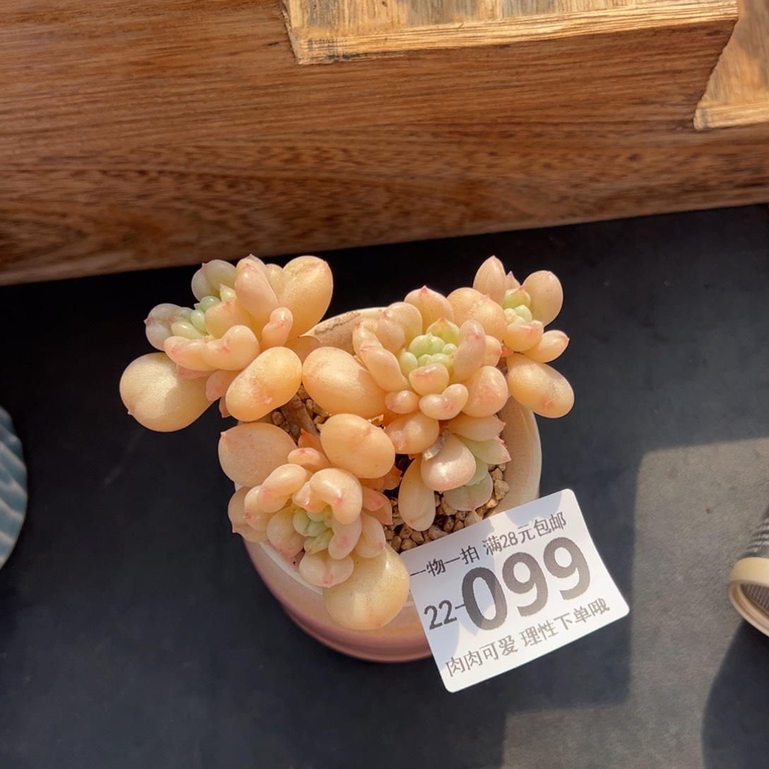 艾尔盖茨多肉多肉多肉多肉