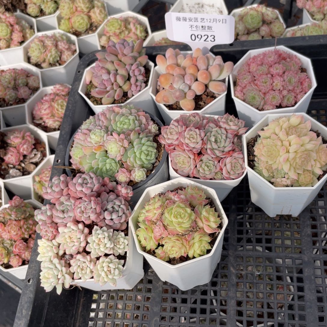 不包整散 盆子不售后0923