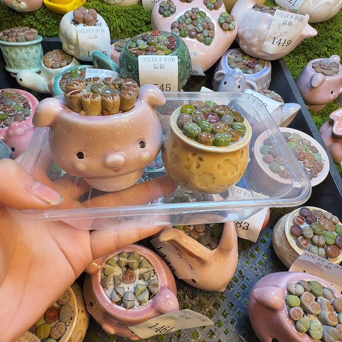 多肉植物的生长发育547