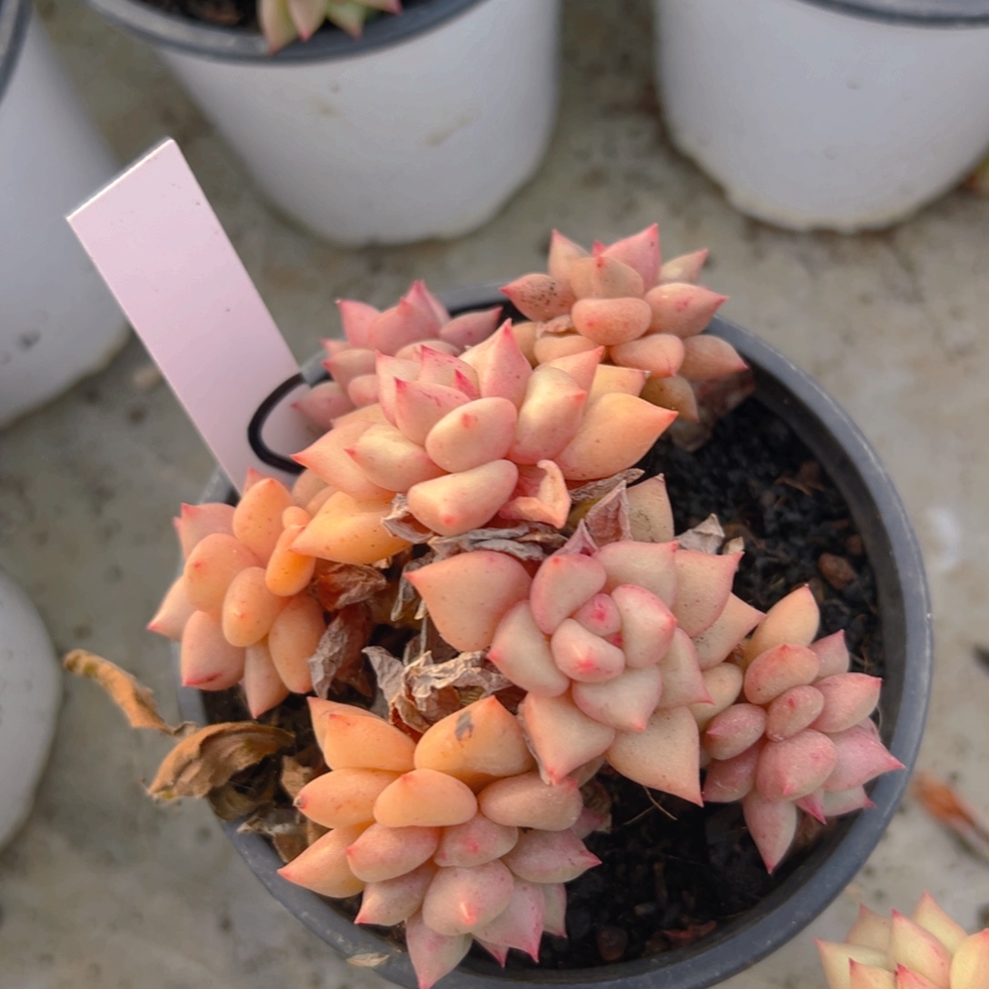 香玉的故事是一个人的