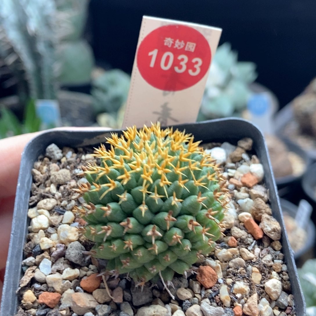 自根短豪刺琴丝3.5cm