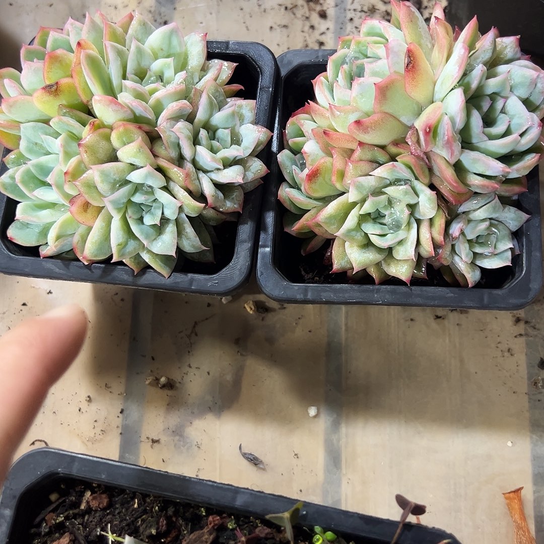 姜***️泡泡纱群2颗多肉植物