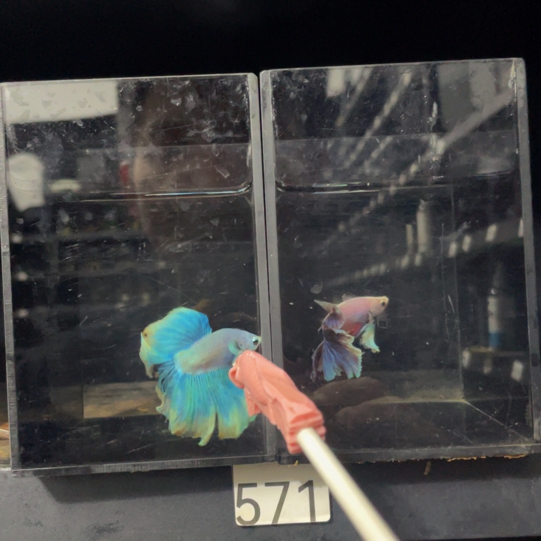 斗鱼哈哈试试试试571