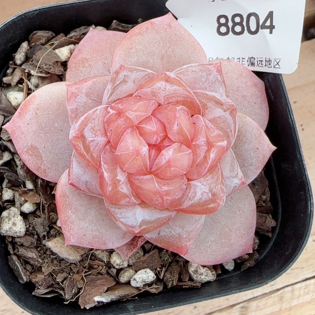 粉海湾，8804多肉植物