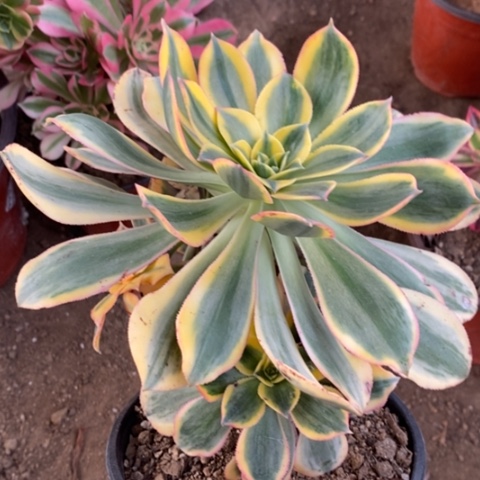 263灿烂满25包邮多肉