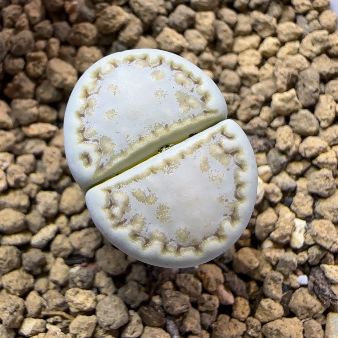 12.2.优选C216黄绿体饼干.9005尺寸1.6cm