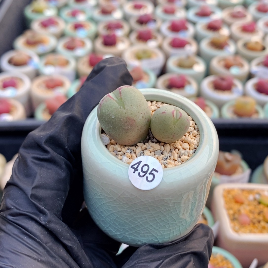 5766/-一物一拍 带盆