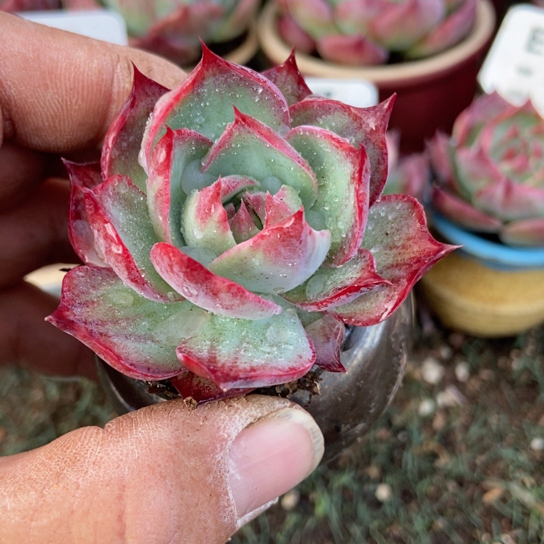 惊鸿一瞥，多肉植物