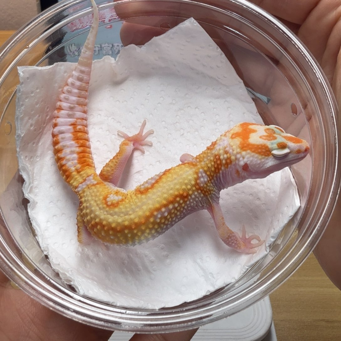 豹纹守宫白黄蜡笔川普妹妹