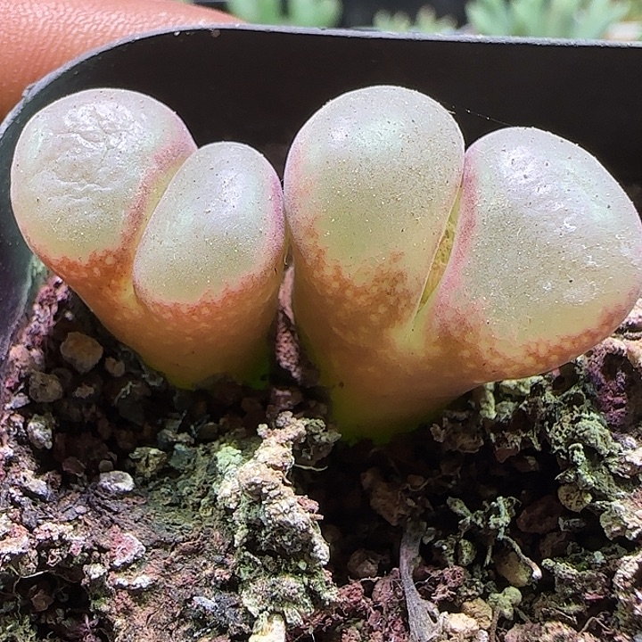 开播福利开播福利。731