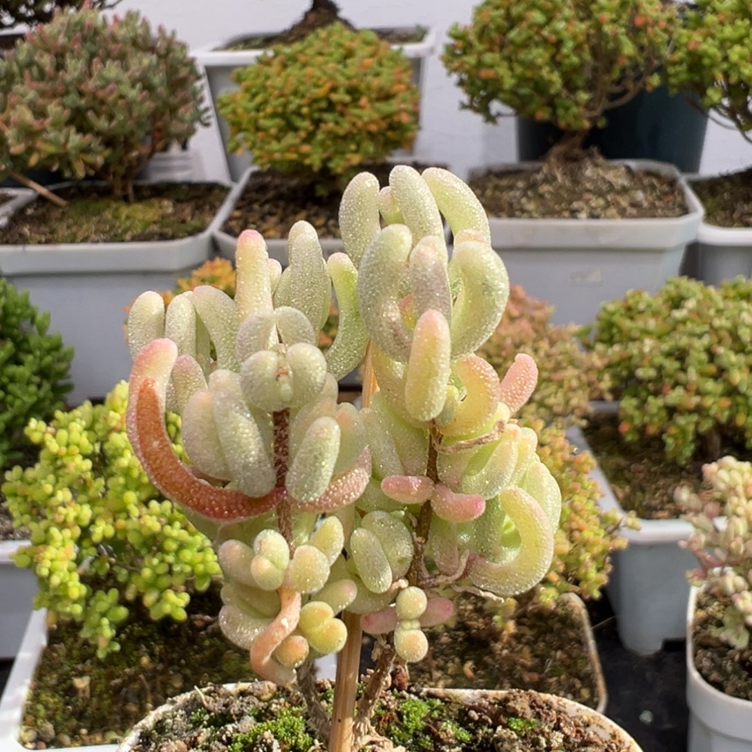 梨***、D3231紫闪光一物一拍