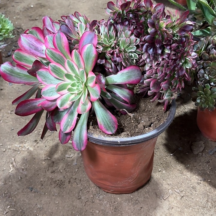 多肉植物美杜莎缀78