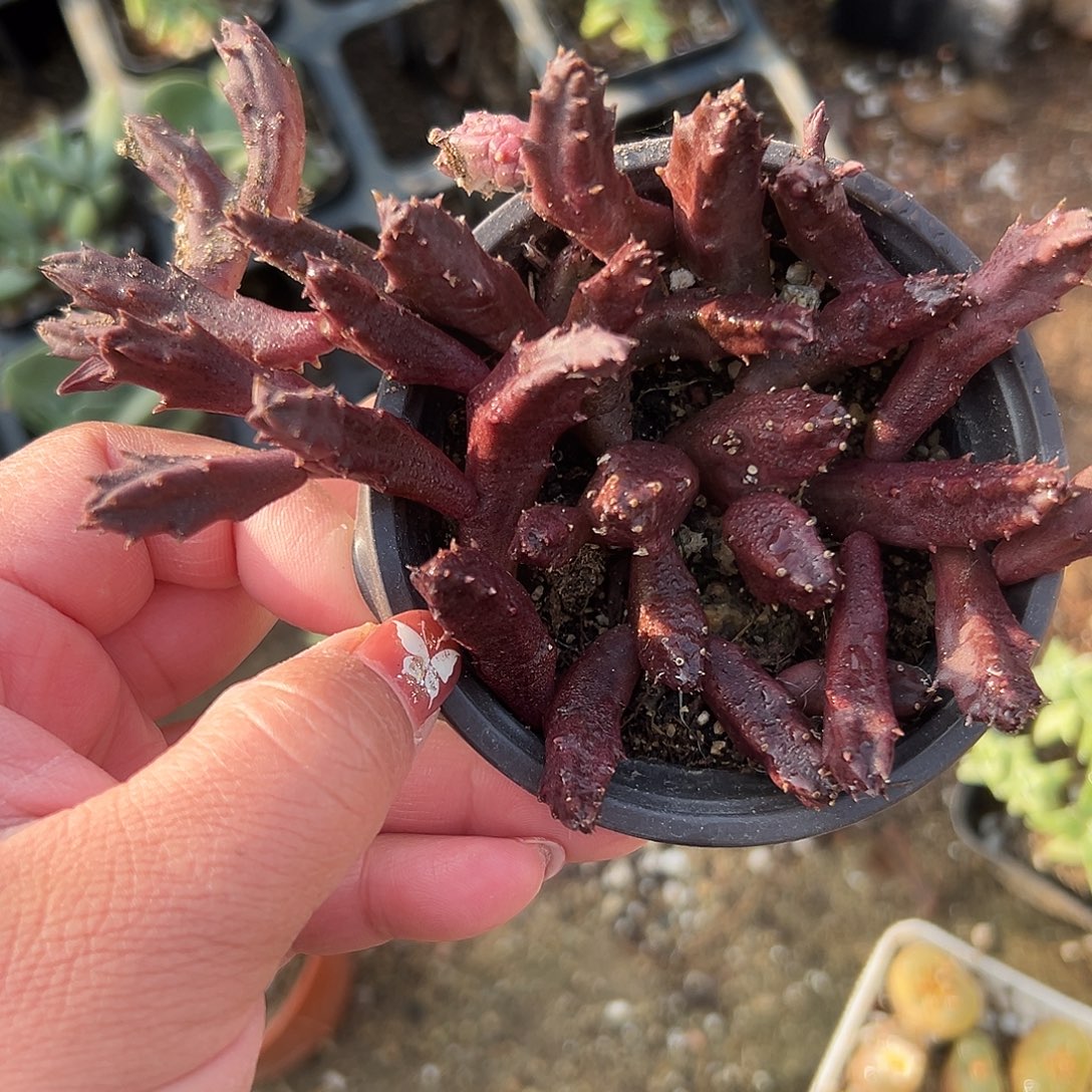 多肉植物红斑犀牛角