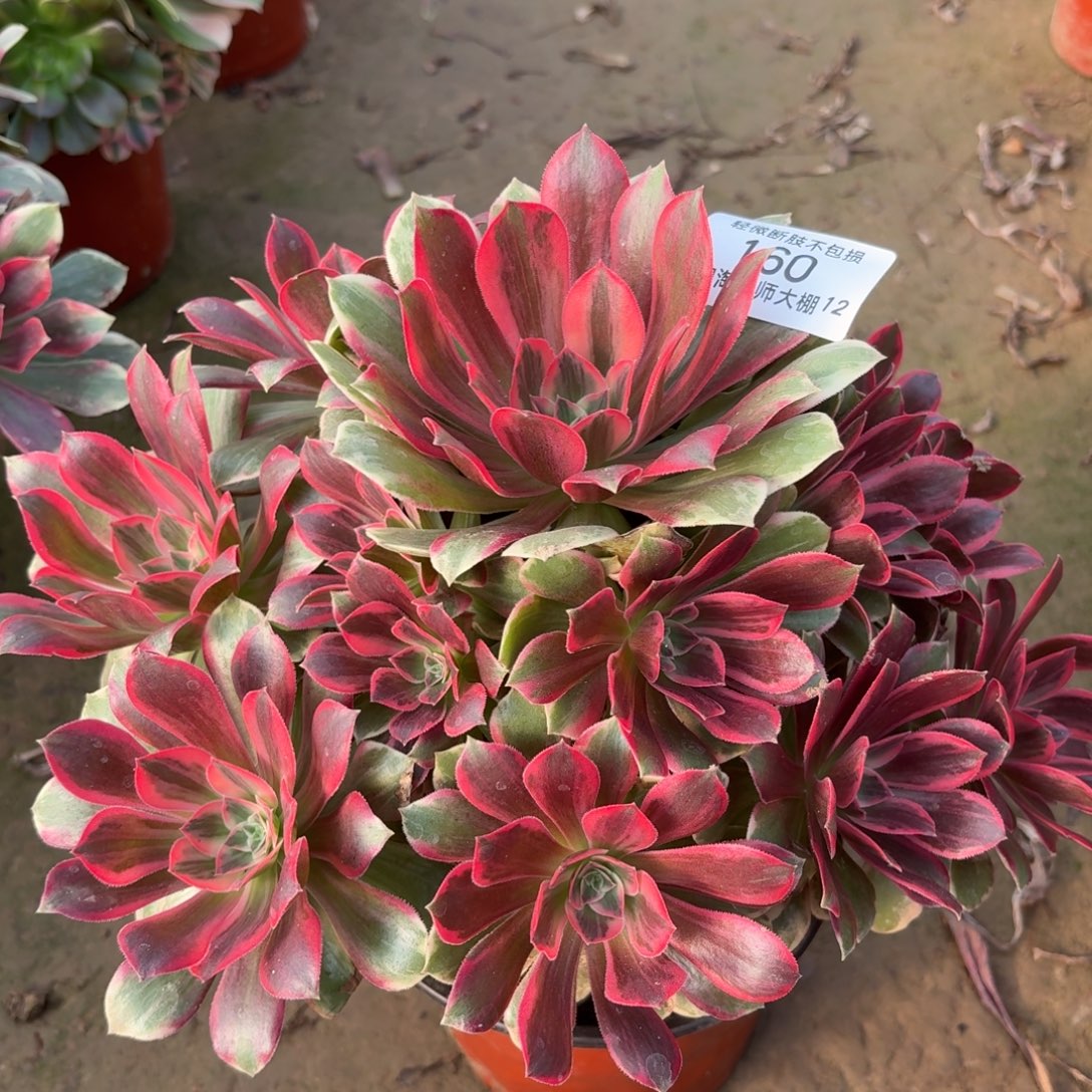 160浣纱多肉植物法师多肉