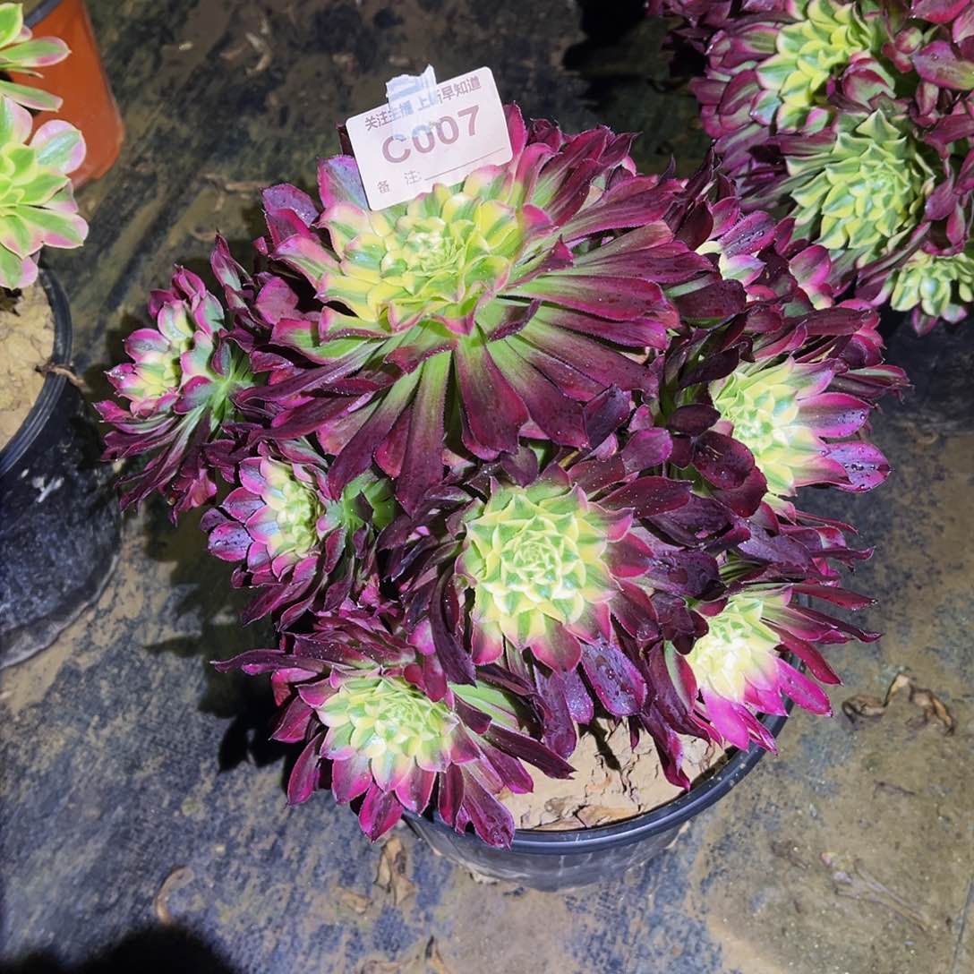 多肉植物007天合