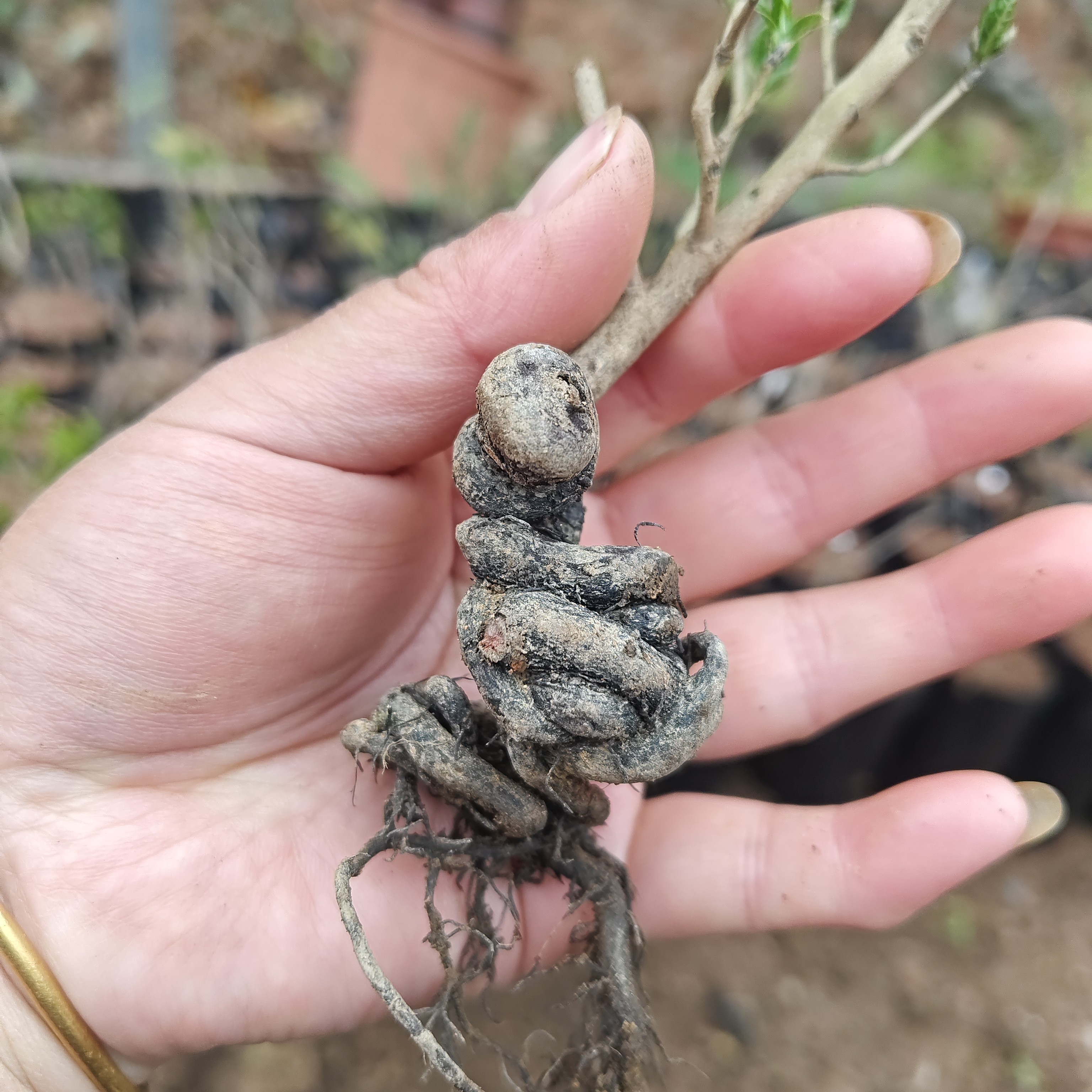 绿植盆栽，请勿随意拍。