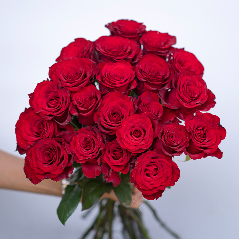 【红玫瑰10支】  云南基地直发