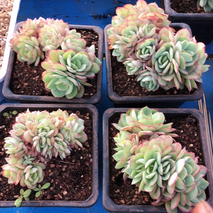 牡丹亭朵朵多肉植物