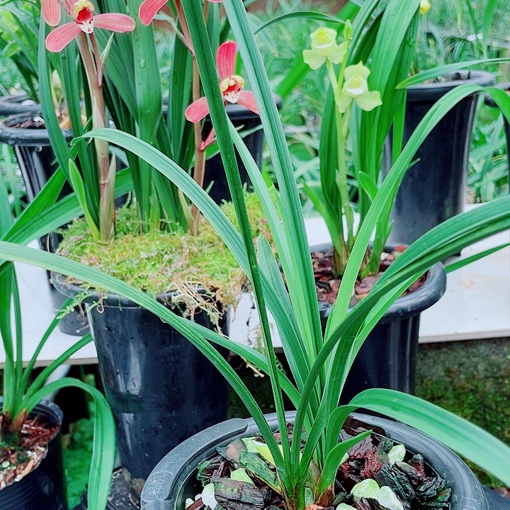 㴓***趝完全开放一物一漂亮