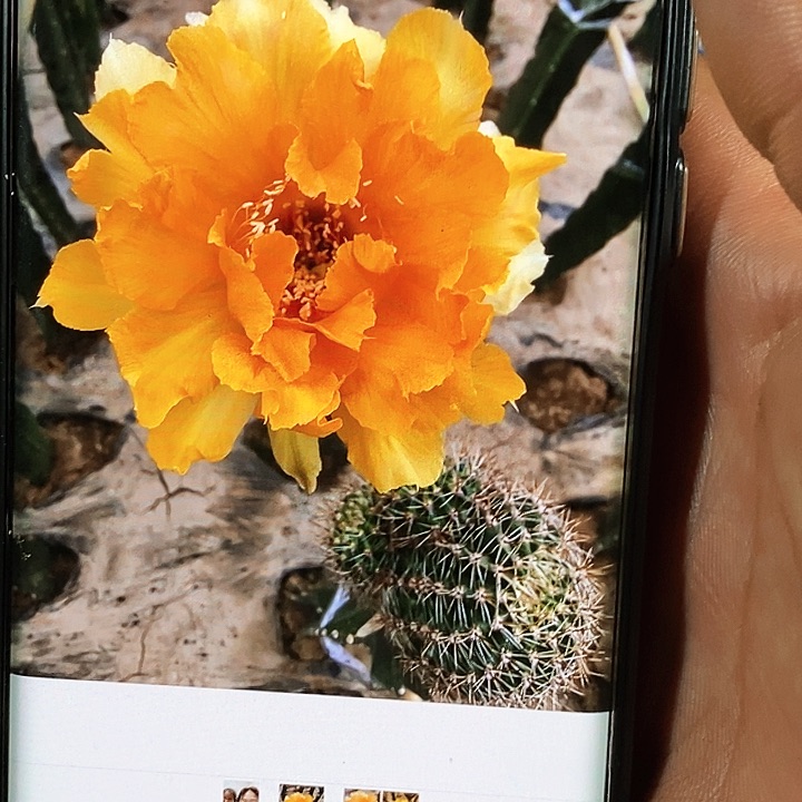 彩 美人鱼/侧芽歪20包邮/5–6公分左右