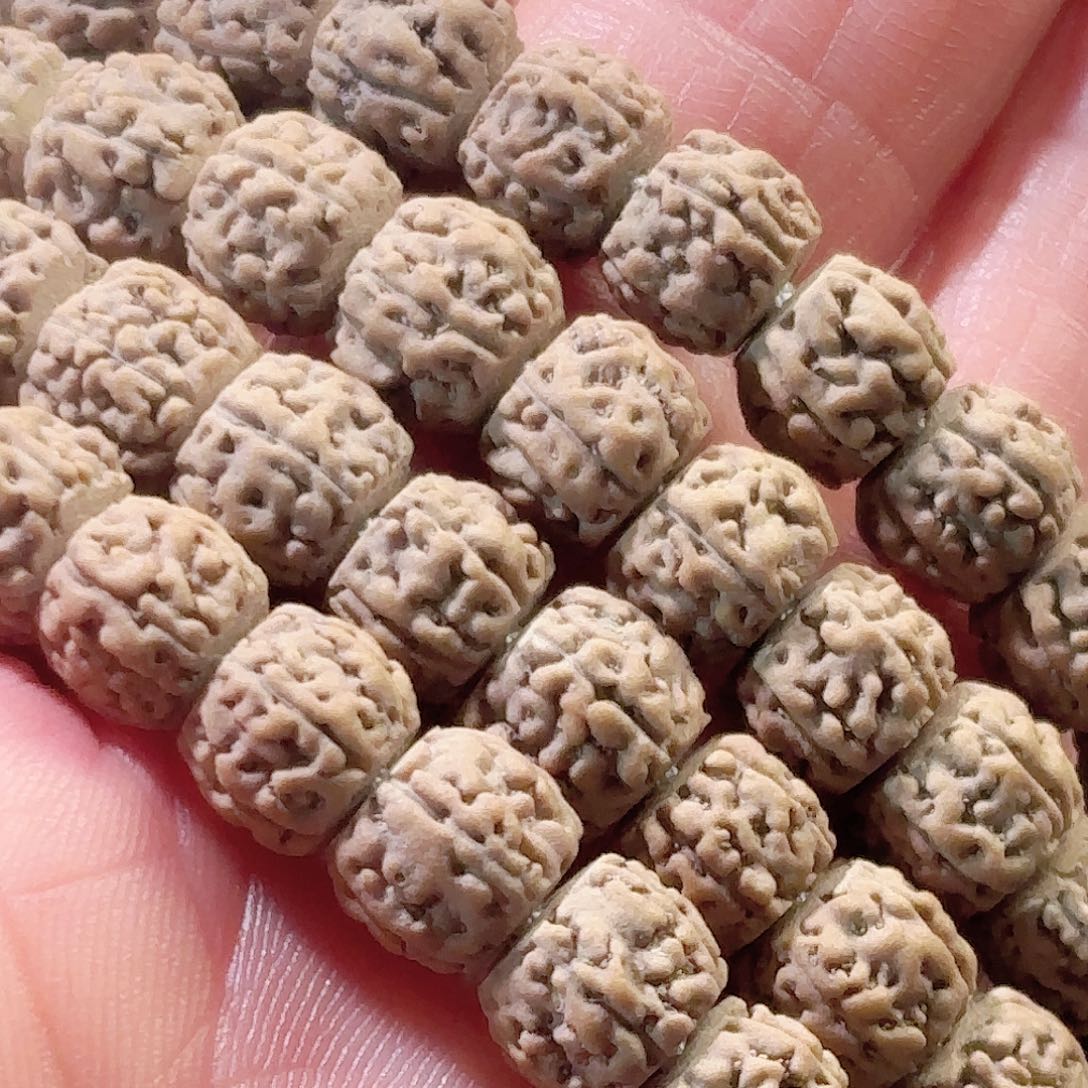 坚***定印度尼西亚小金刚葛地利纯血一代龙7大加长串