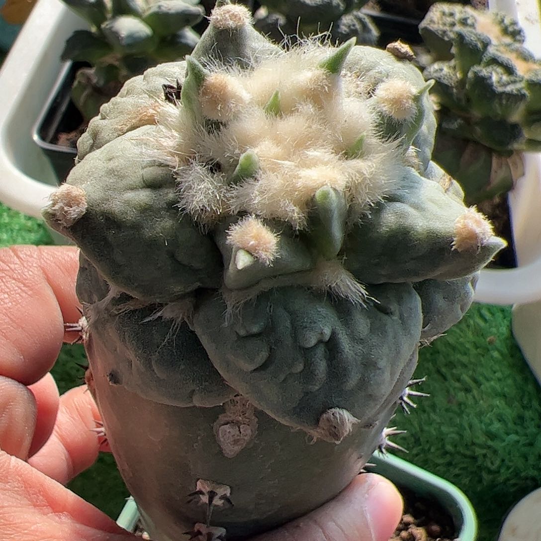 村主怒涛牡丹453