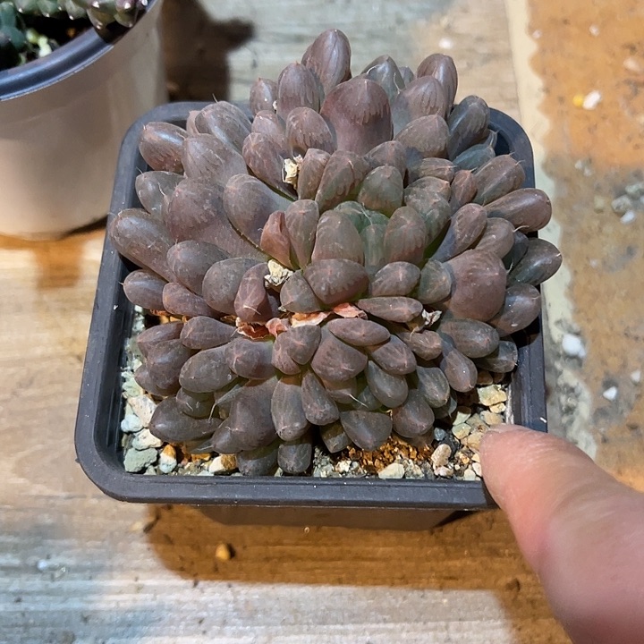 满38包邮2天凑单，脱土晾根发货多肉植物