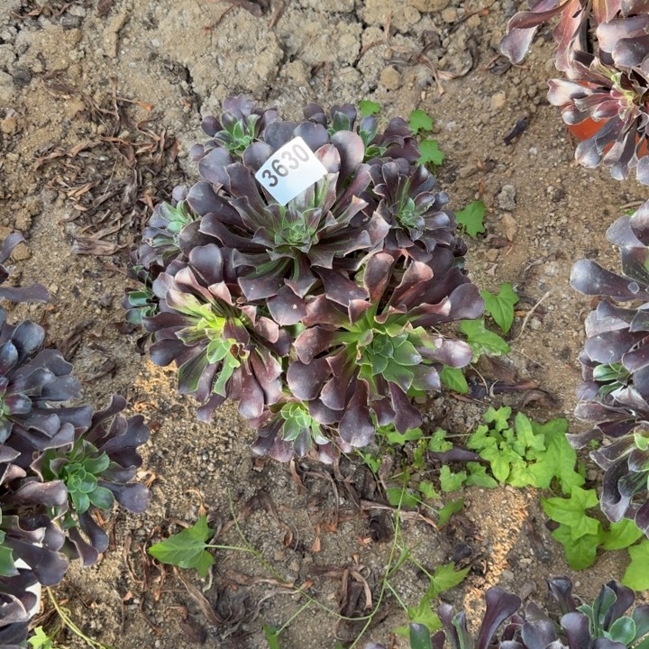 3630欧若拉清棚处理不包断枝