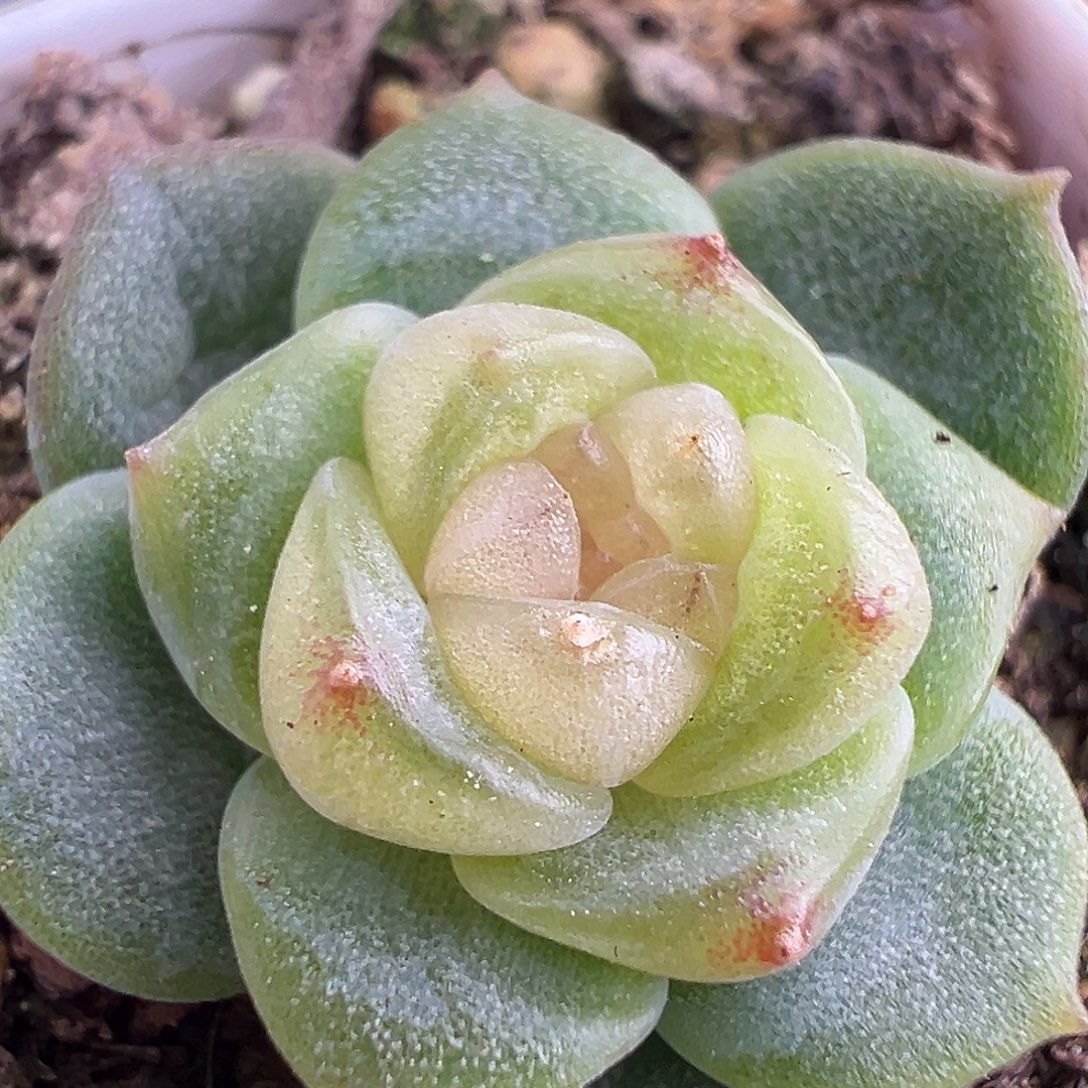 风花雪月 不健康。  