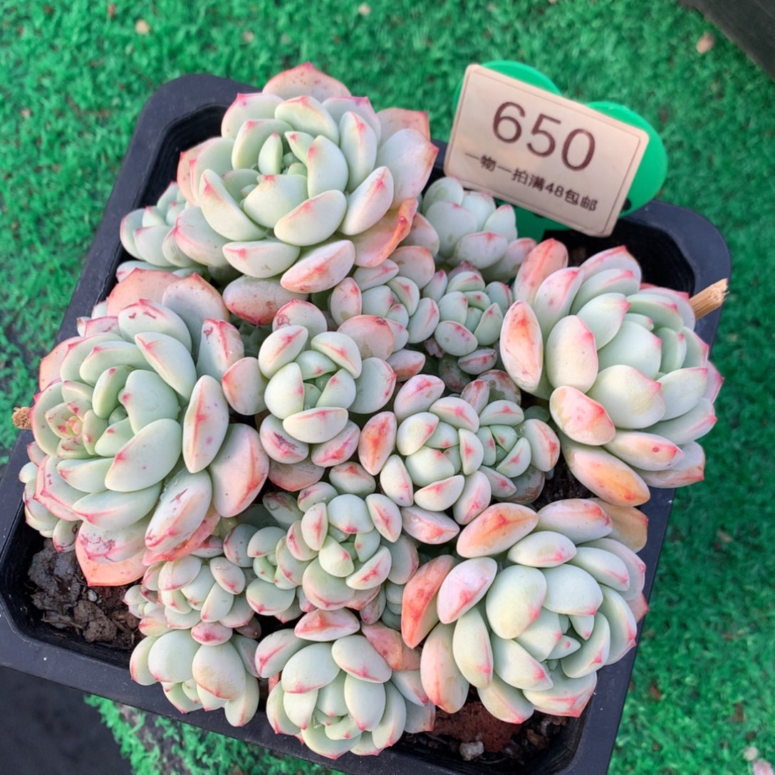 香草老桩一物一拍