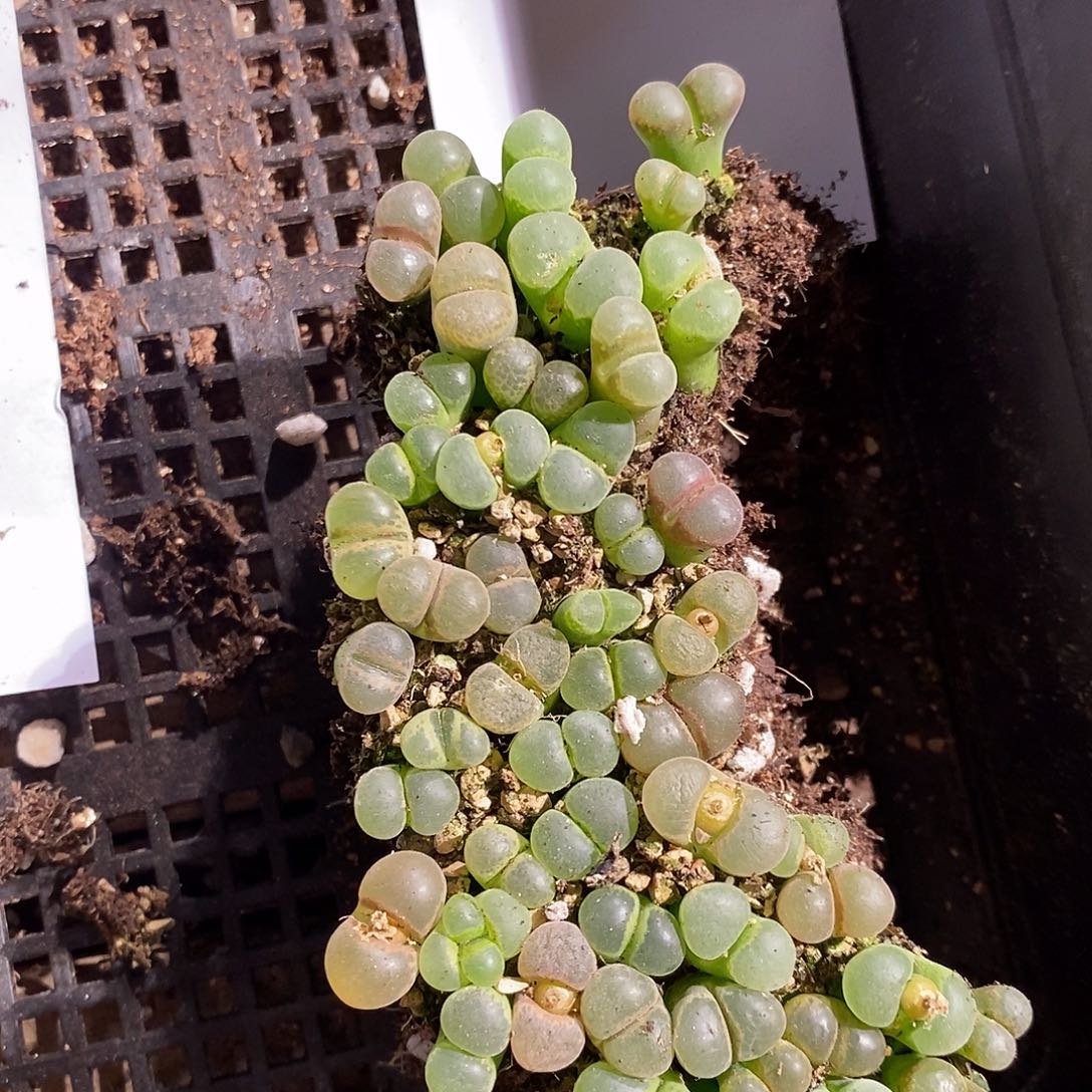 11357。  一组编号风铃。   