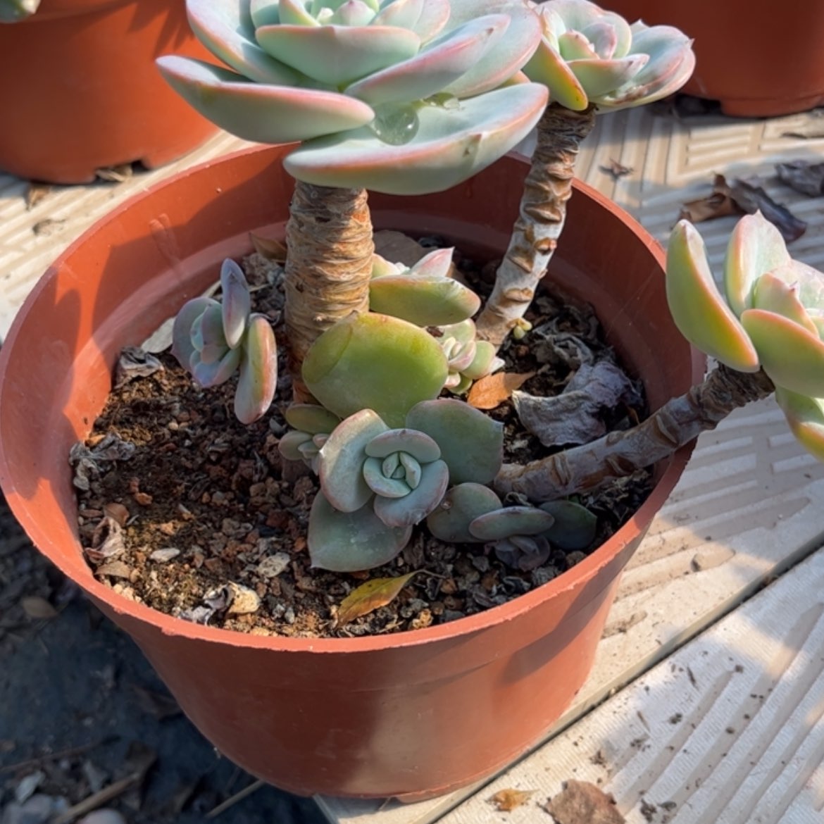 【闪购商品】无花朵陌**留