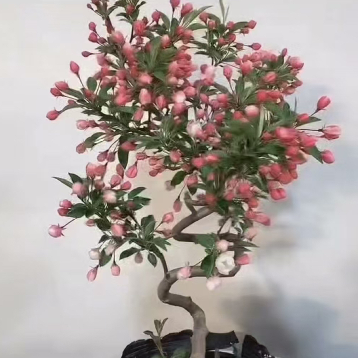 老桩海棠棠美林盆景花卉树桩花木造型盆景花树高端盆景盆栽花木本