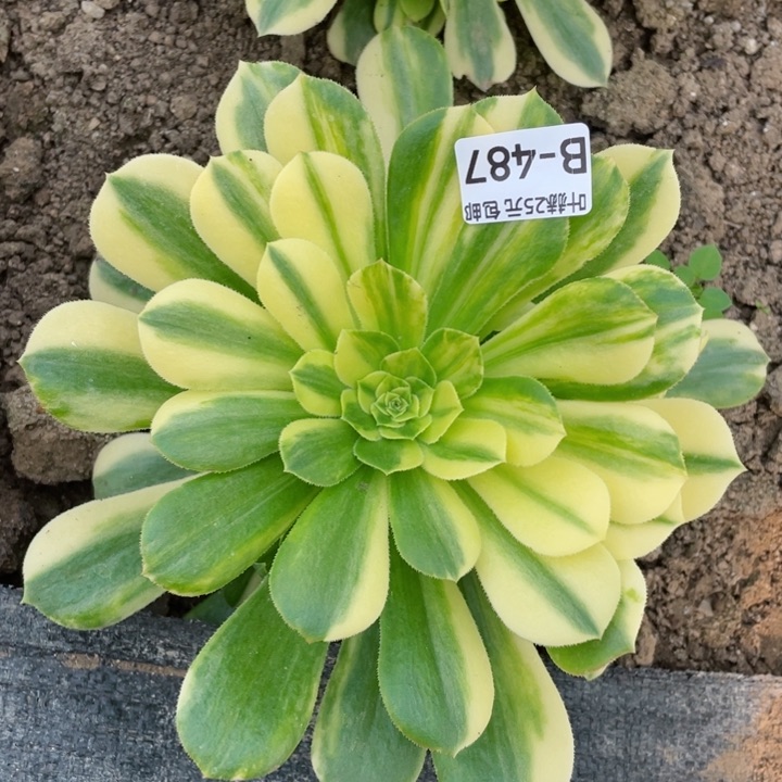 487夜光杯多肉1，12345678