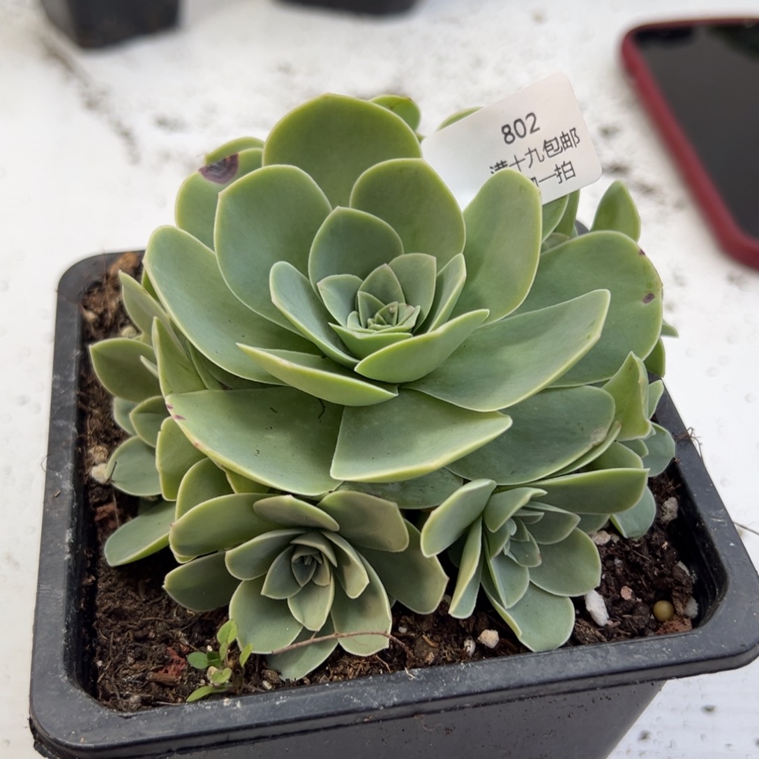 802黄金玉玺山地玫瑰基地带盆土