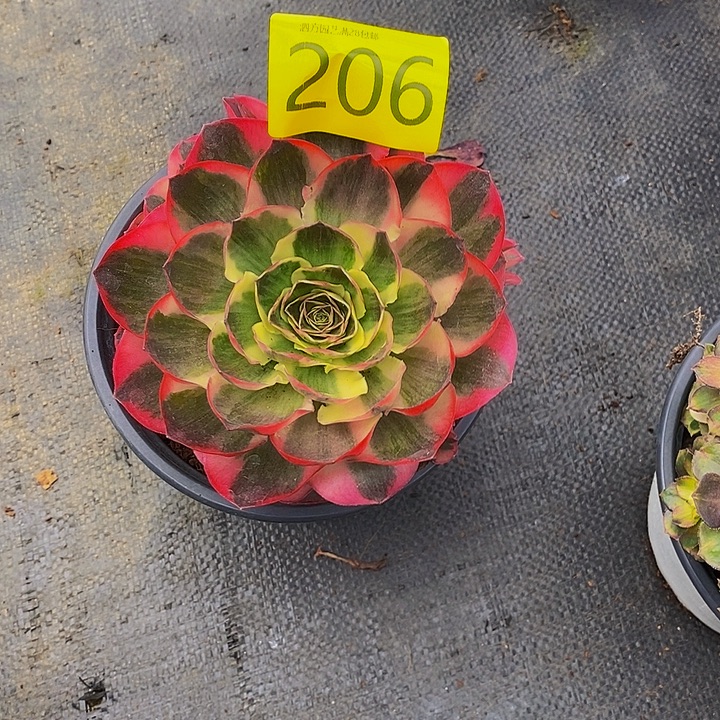 ꧁***꧂0206多肉植物如意