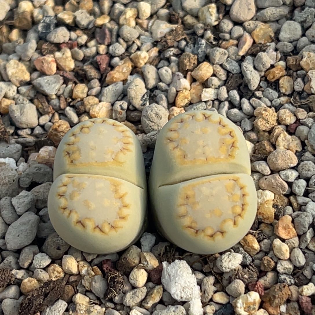 8447双头黄绿饼干一颗