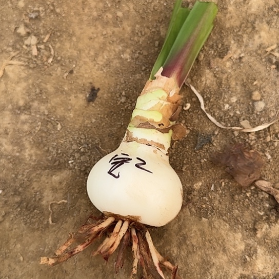 安陌2号5.5～6开花包对版