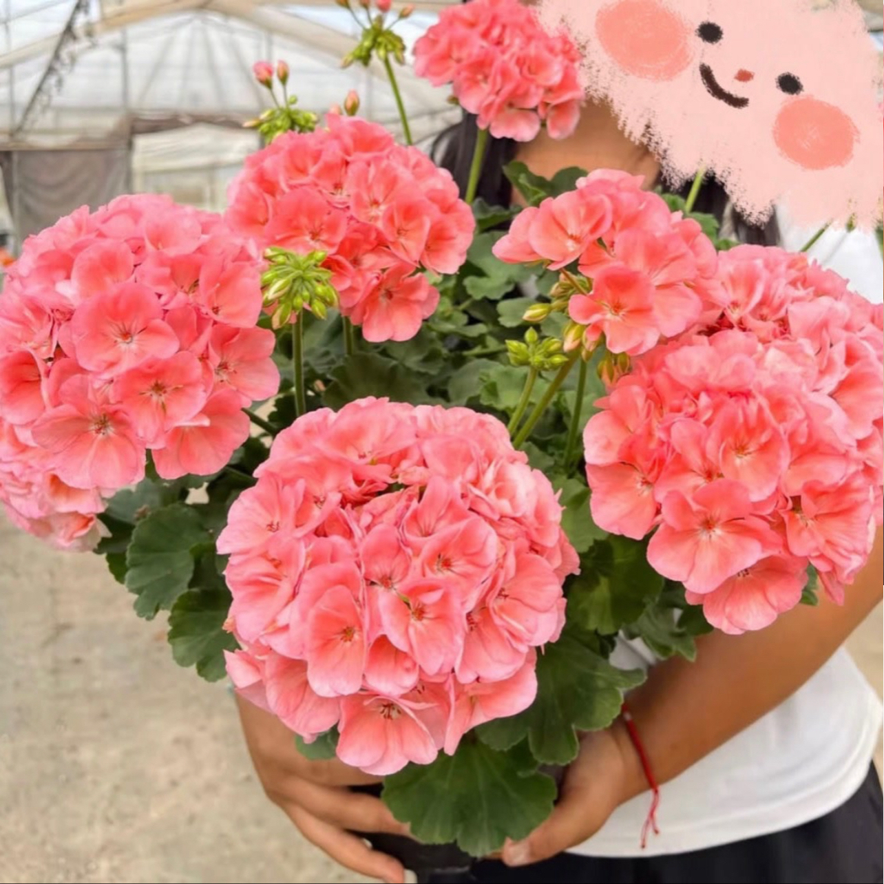 天竺葵花卉【菲舍857】带白色花苞