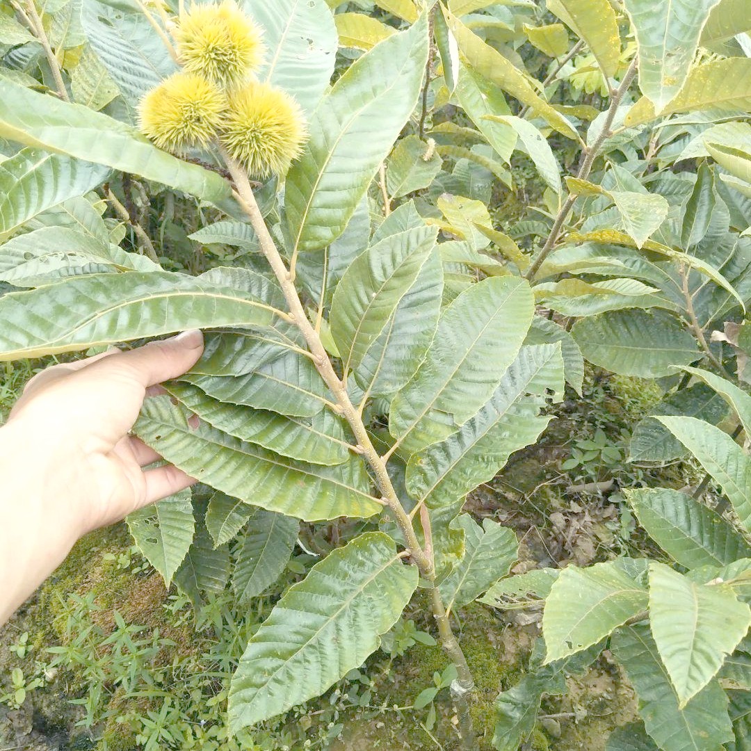 大果板栗油板栗树苗南北方均可种植裸根包湿发货新疆西藏不包邮