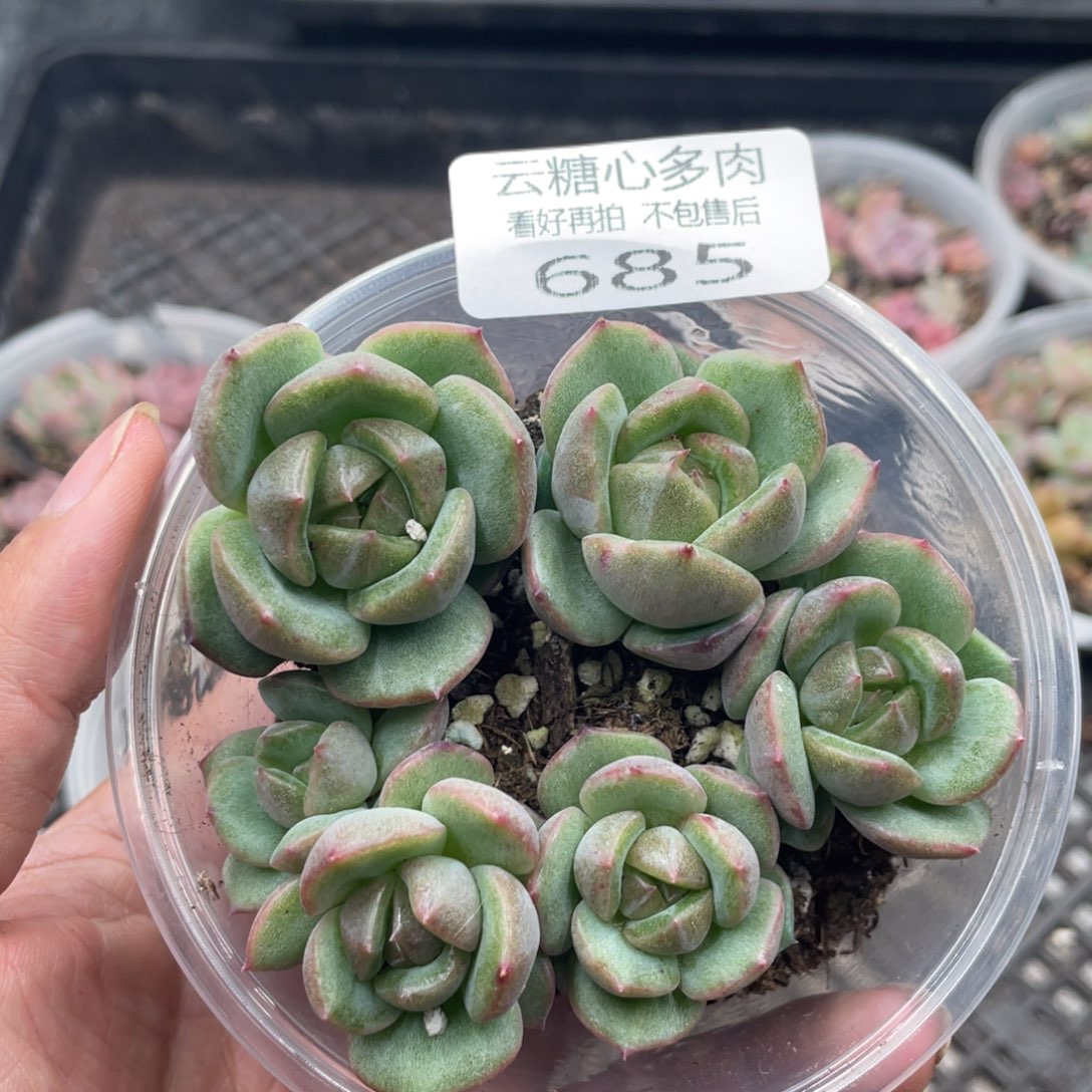 云糖心多肉植物685