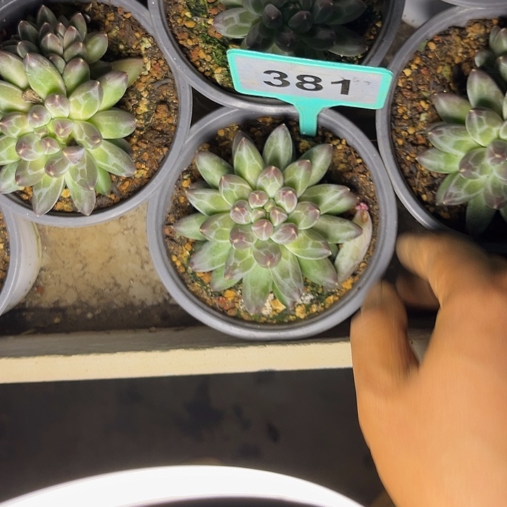 一***墩多肉植物申公豹381