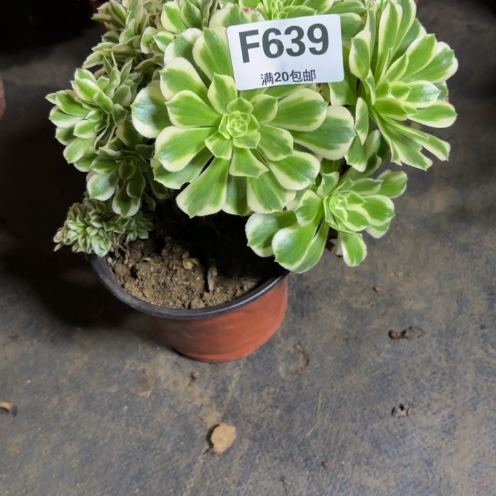 瑞妈，。。。。。639迈缀