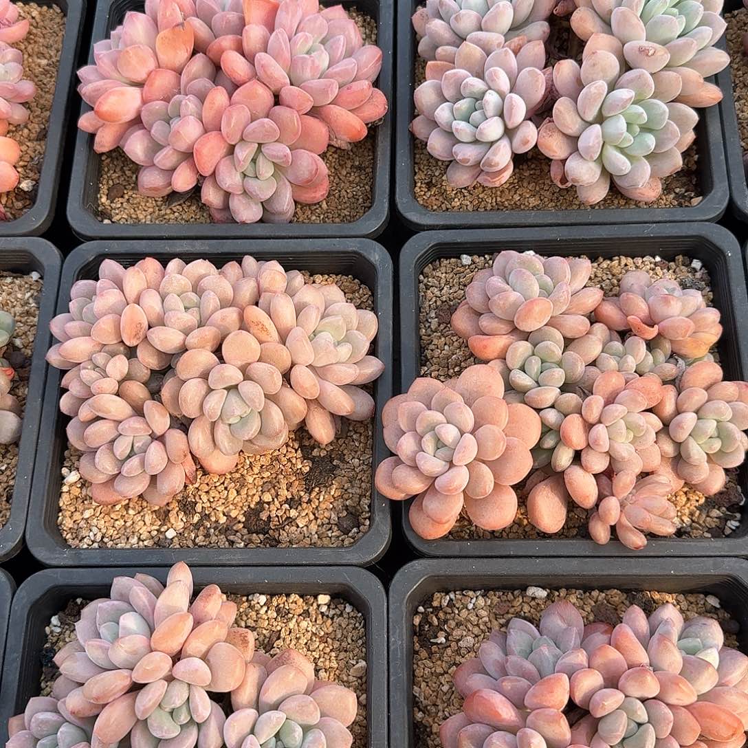 白鹭整桩无砍多肉