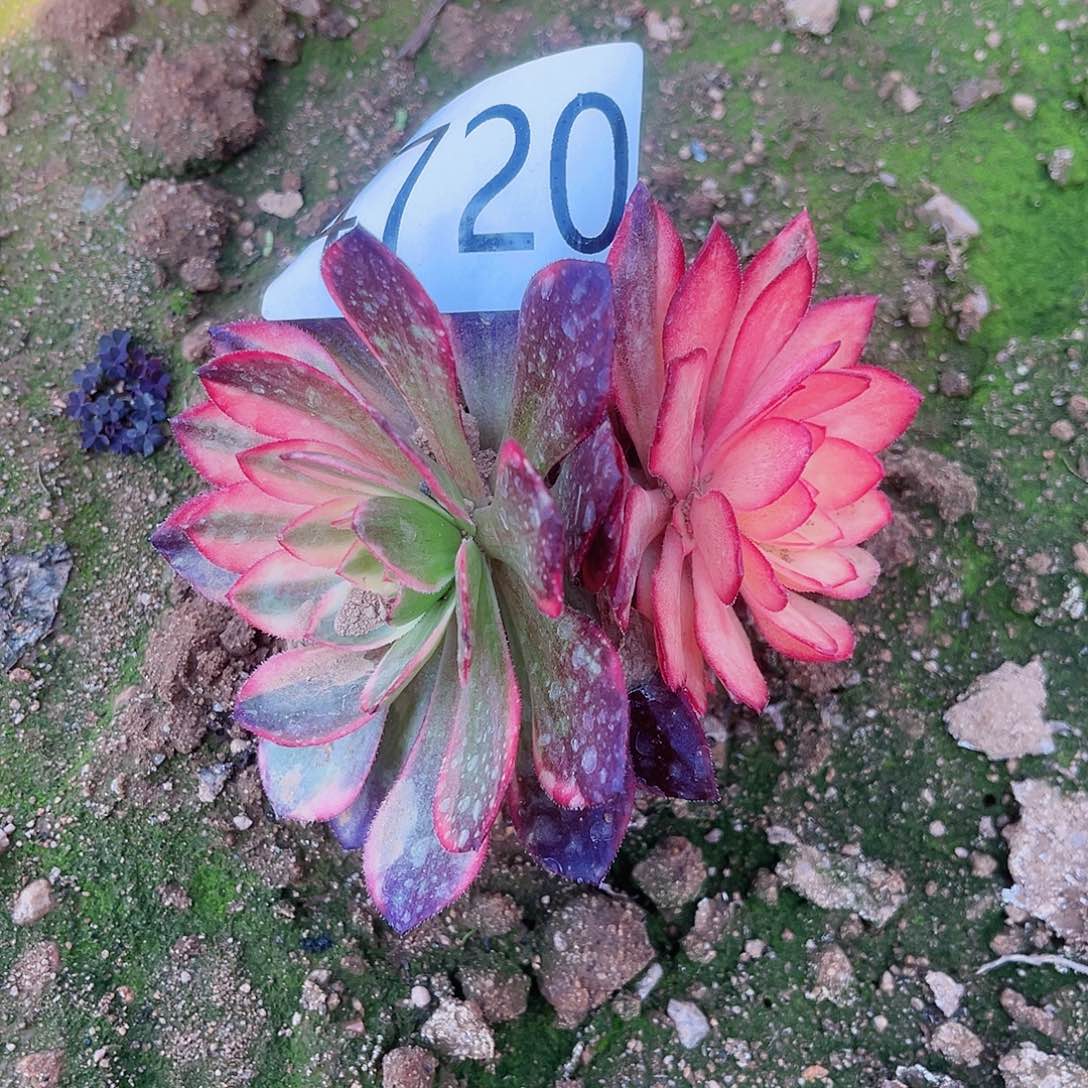 4720黑魔锦多肉植物