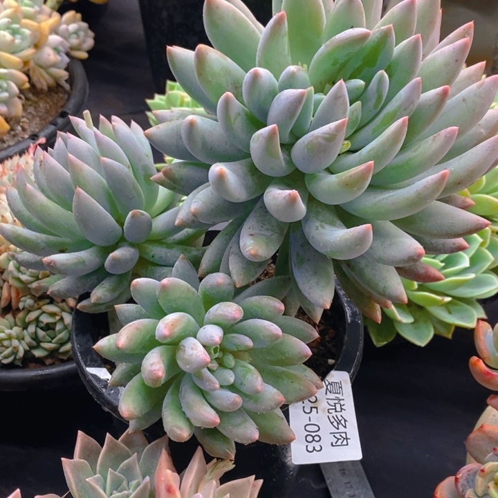  夏悅多肉0225-83所罗门