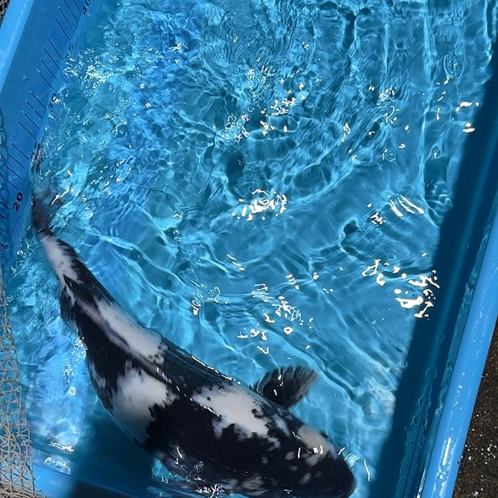海水鱼赤目芒果白写
