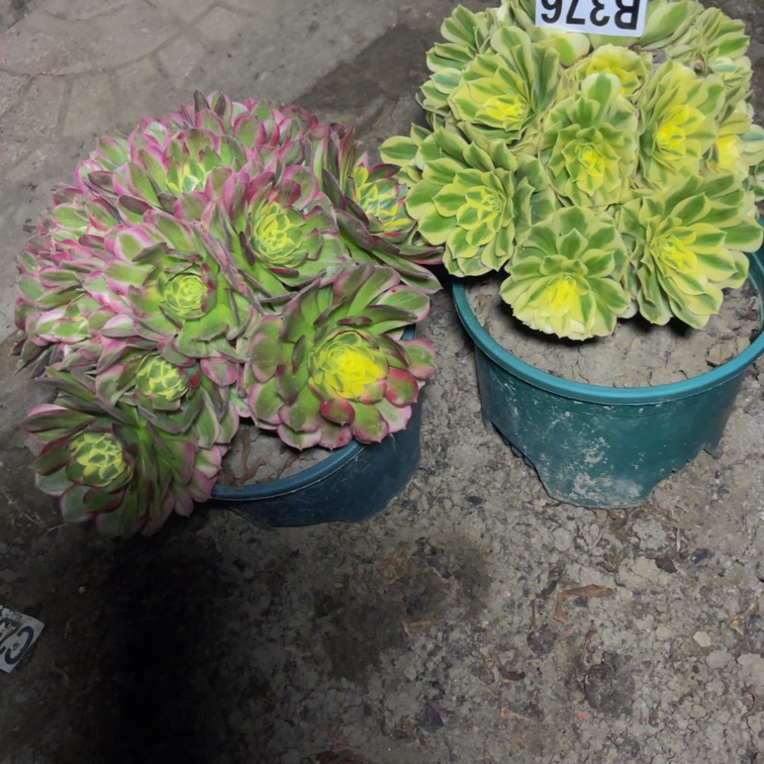 两盆法师26//18包邮