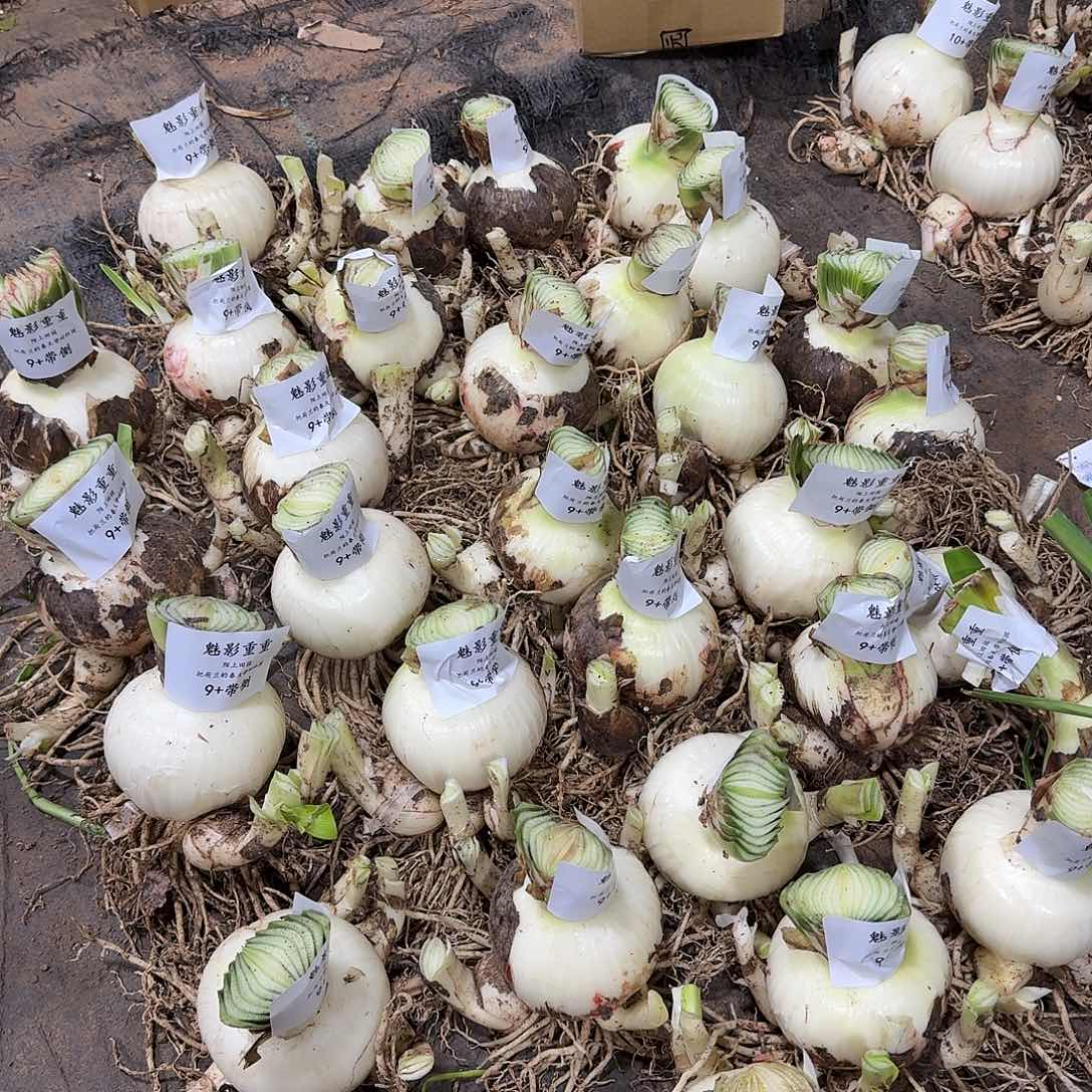 魅影重重9+带侧开花球