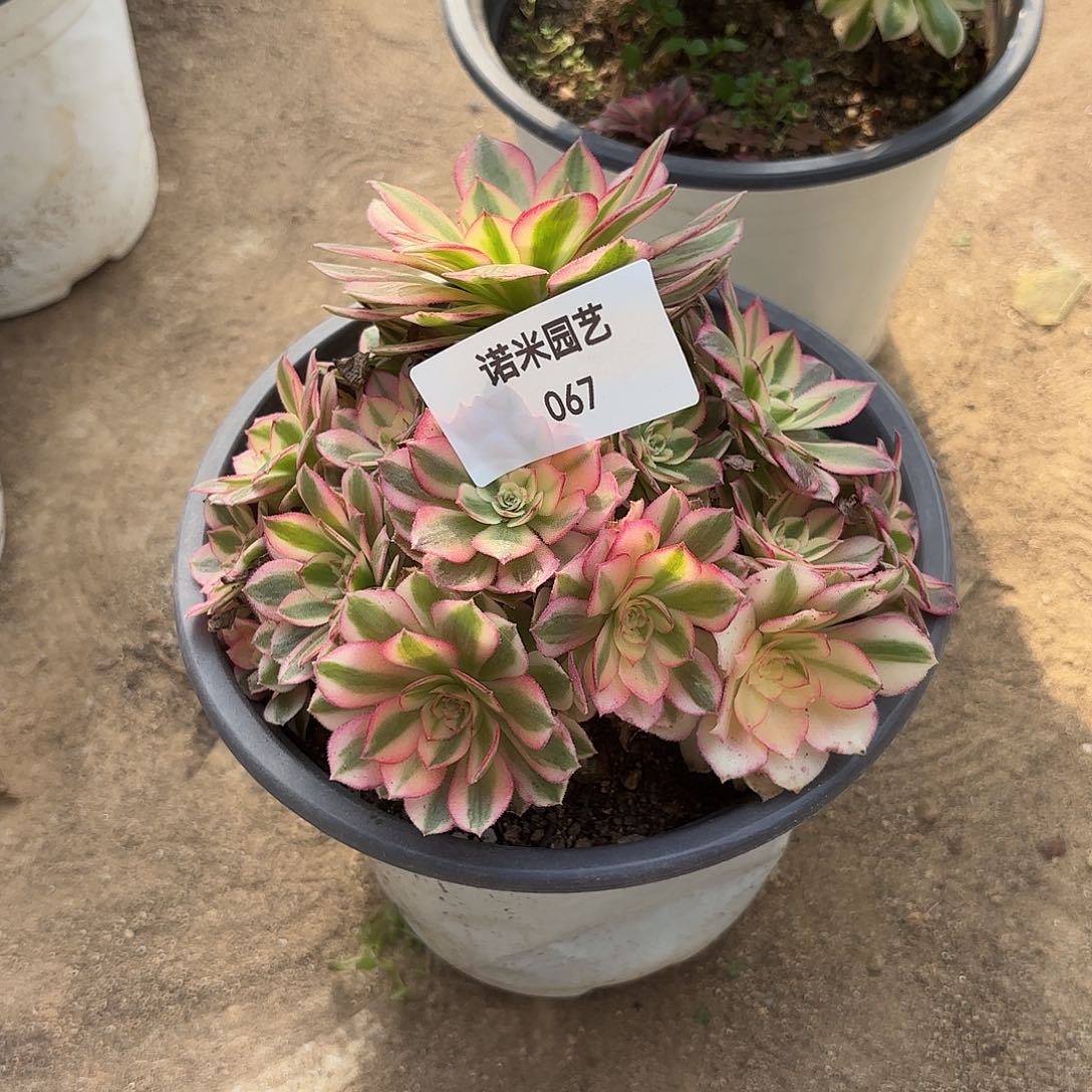 倾城多肉植物多头67